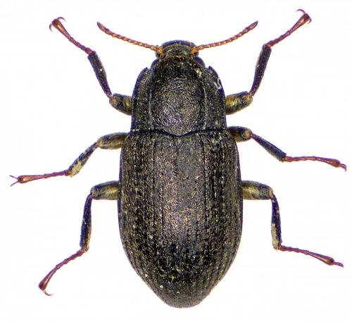 Réf. 194 511 : Limnius intermedius